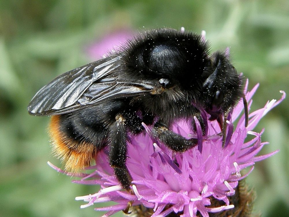 Red-tailed cuckoo bee (Bombus rupestris)