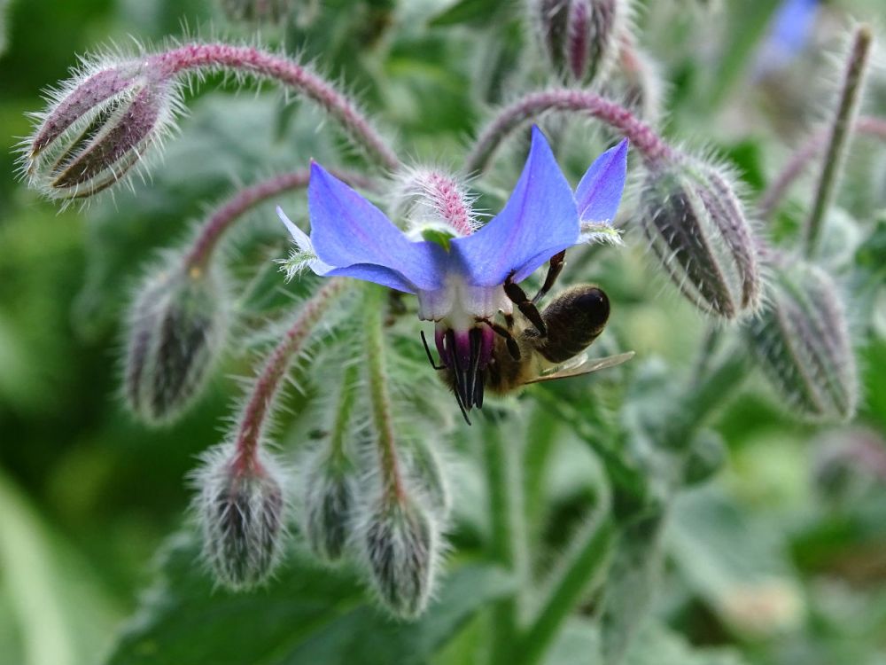A bee on a bright blue borage flower