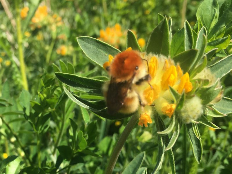 Brown-banded carder bee - Bombus humilis - on a yellow flower.