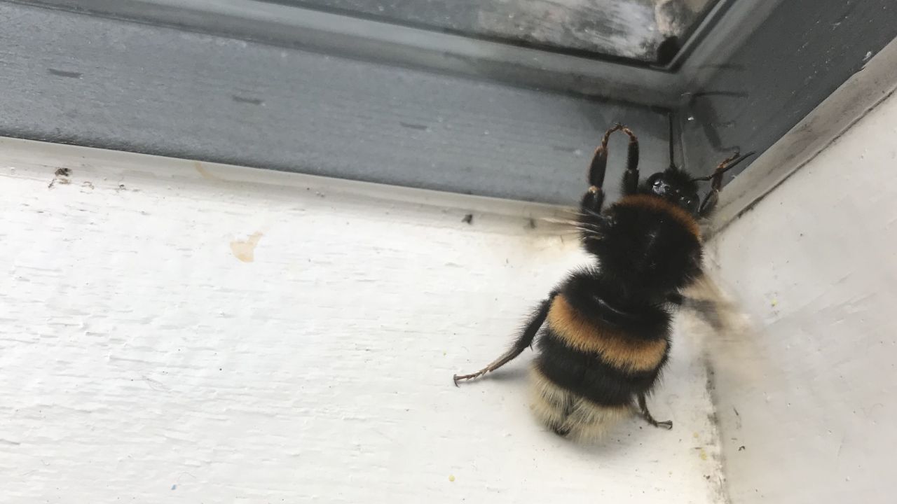 Buff tailed bumblebee against window
