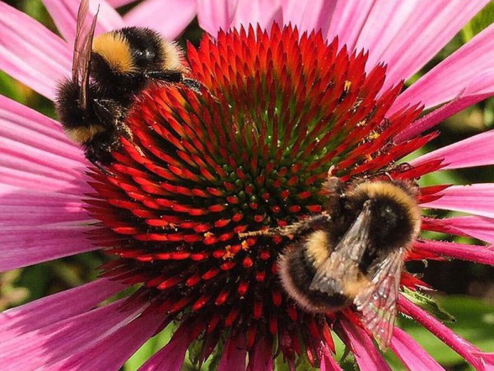 Buff tailed bumblebee