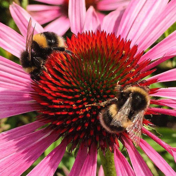 Buff tailed bumblebee