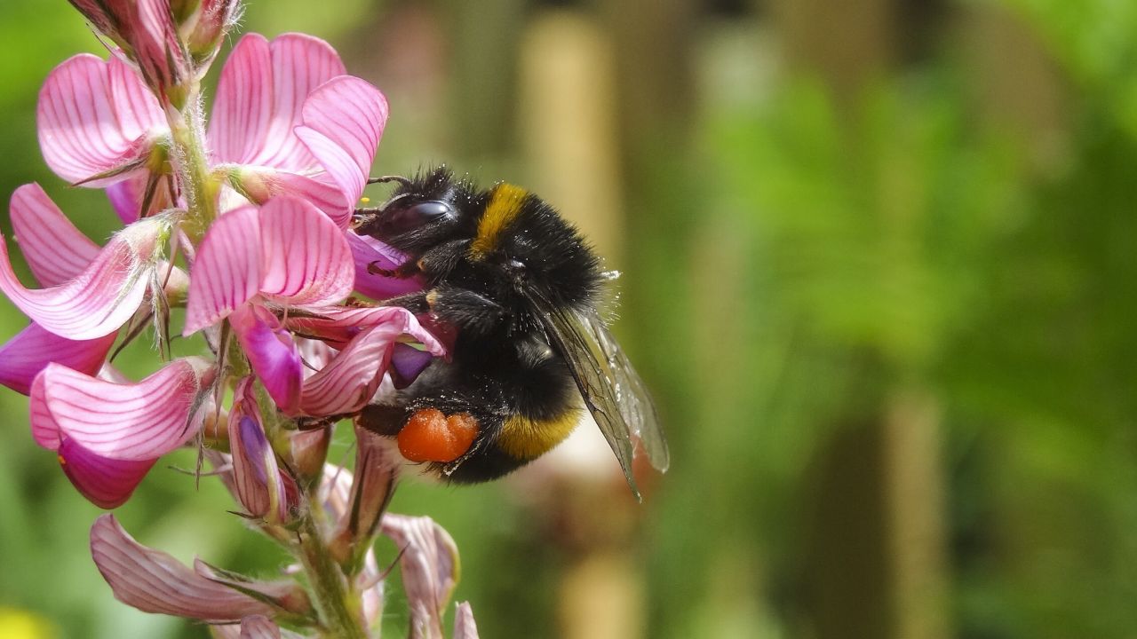 Photo of buff-tailed bumblebee