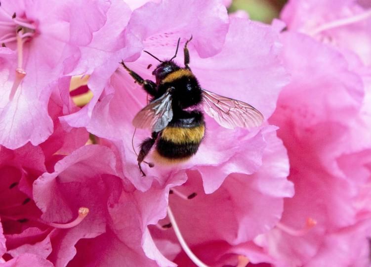 Buff-tailed bumblebee © Amelia Collins
