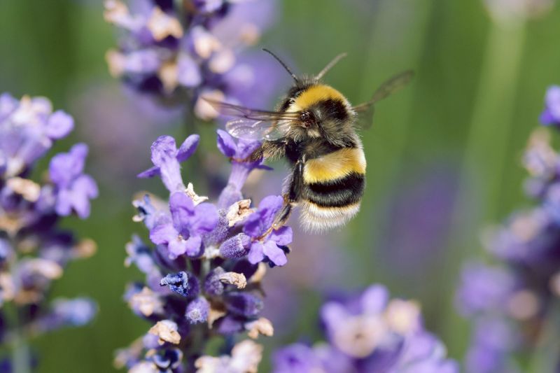Bumble bee on lavender