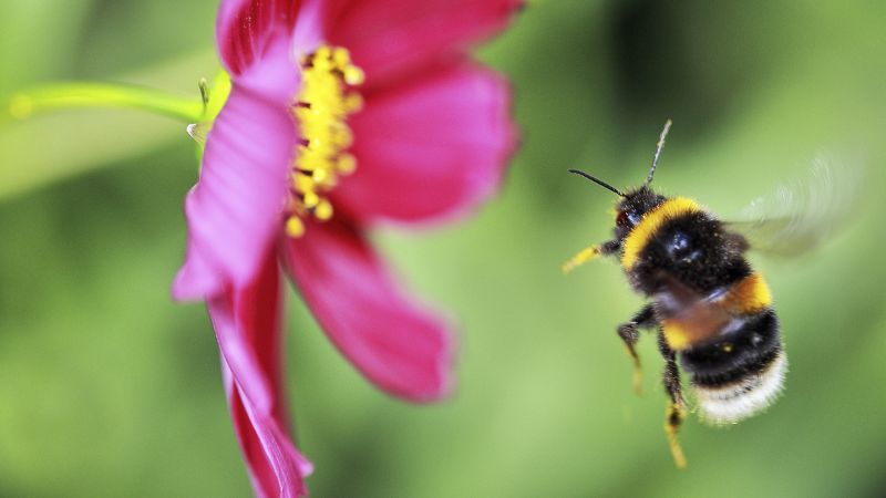 Bumblebee flying towards cosmos flower