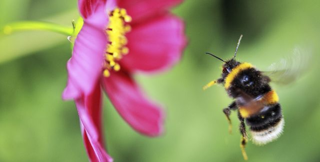Bumblebee flying towards cosmos flower