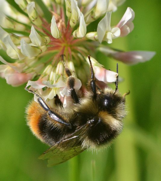 Bumblebee on clover flower in Wales