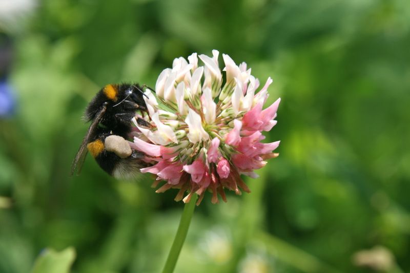 Bumblebee on clover