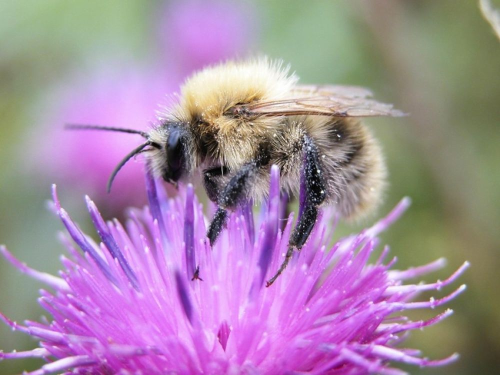 Bumblebee on thistle