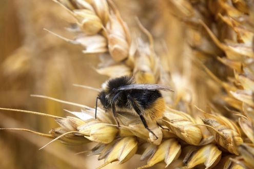 Bumblebee on wheat