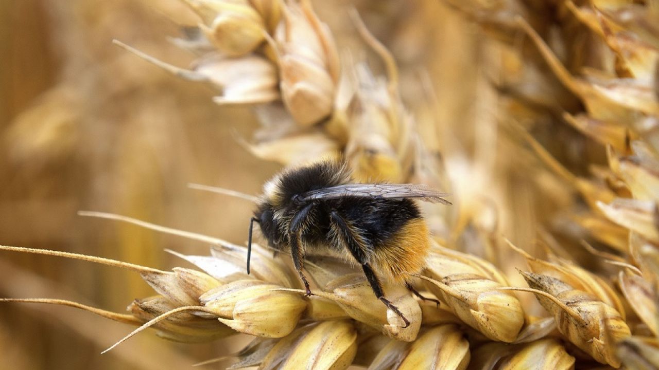 Bumblebee on wheat