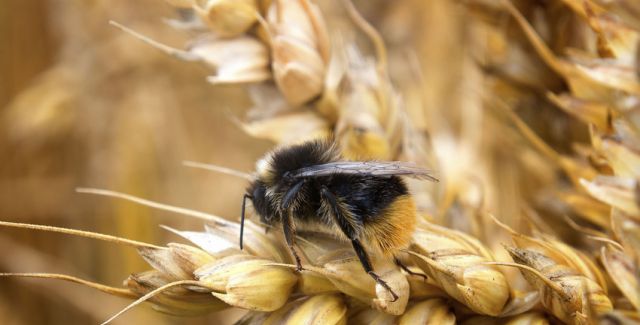 Bumblebee on wheat