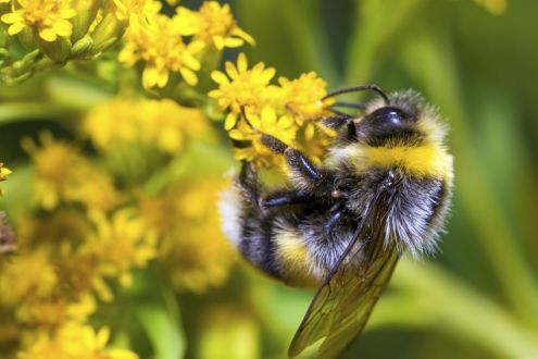 Bumblebee on yellow flower