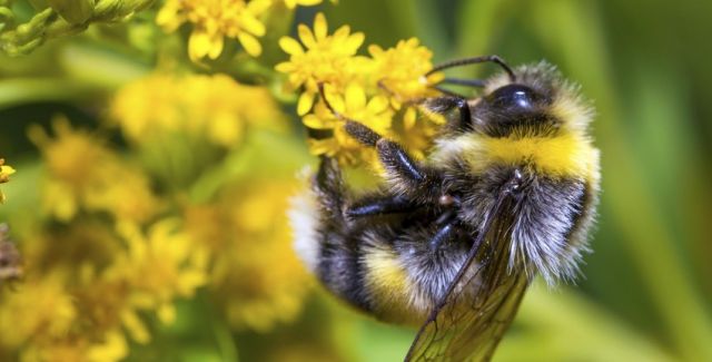 Bumblebee on yellow flower