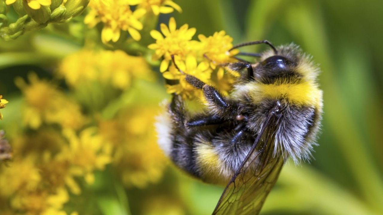 Bumblebee on yellow flower