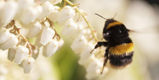 bumblebee on white flowers