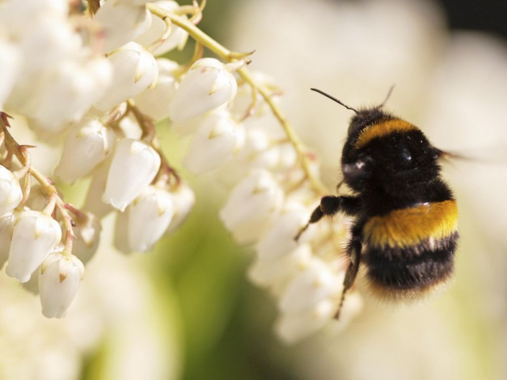 bumblebee on white flowers