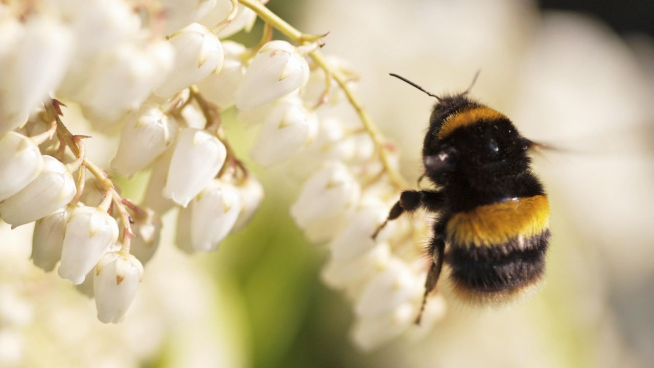 bumblebee on white flowers