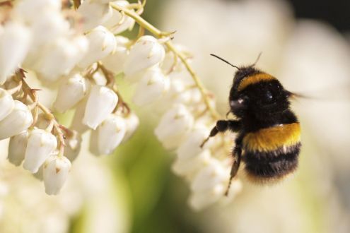 bumblebee on white flowers