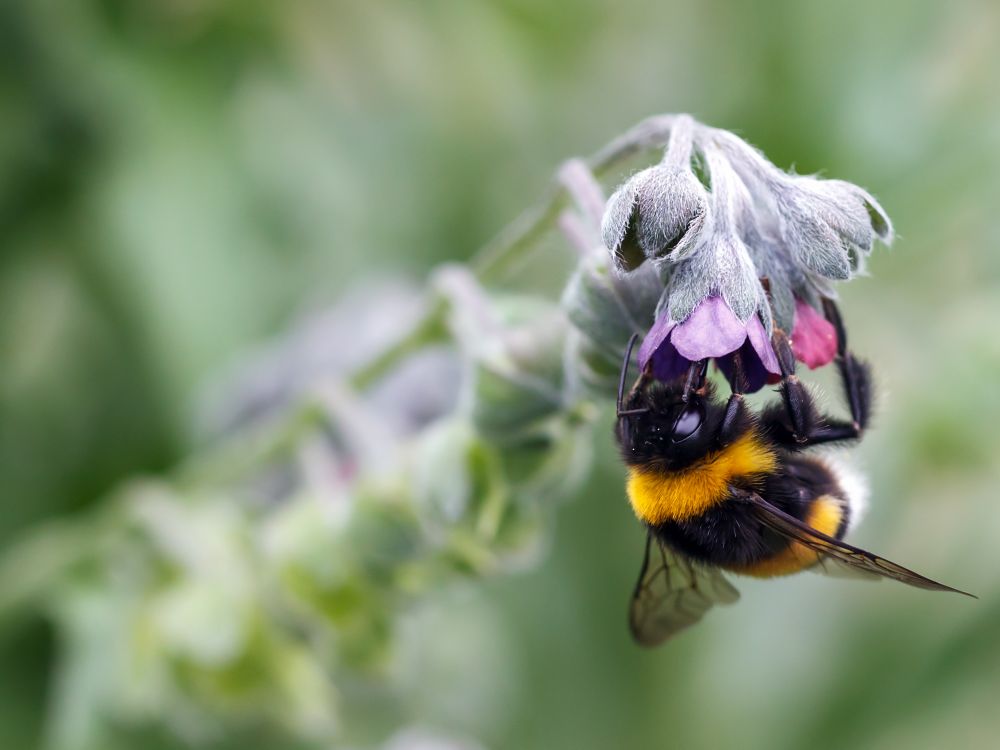 Bumblebee on a flower