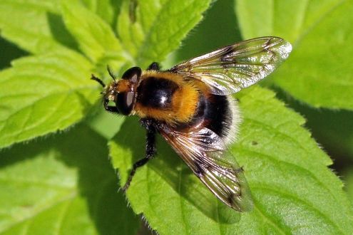 A Bumblebee hoverfly on a green leaf