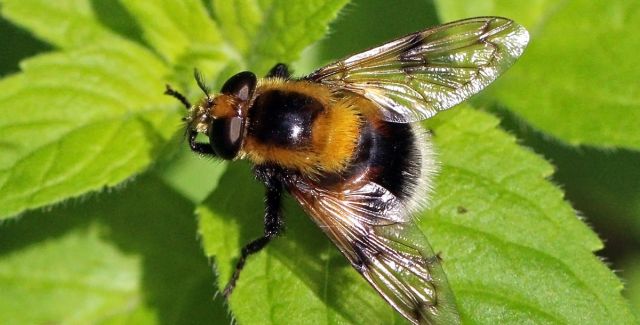 A Bumblebee hoverfly on a green leaf
