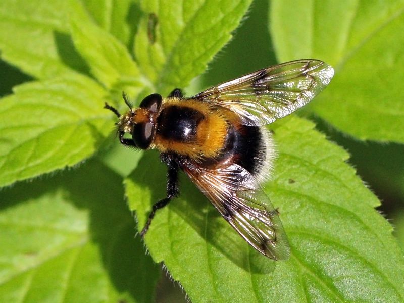 A Bumblebee hoverfly on a green leaf