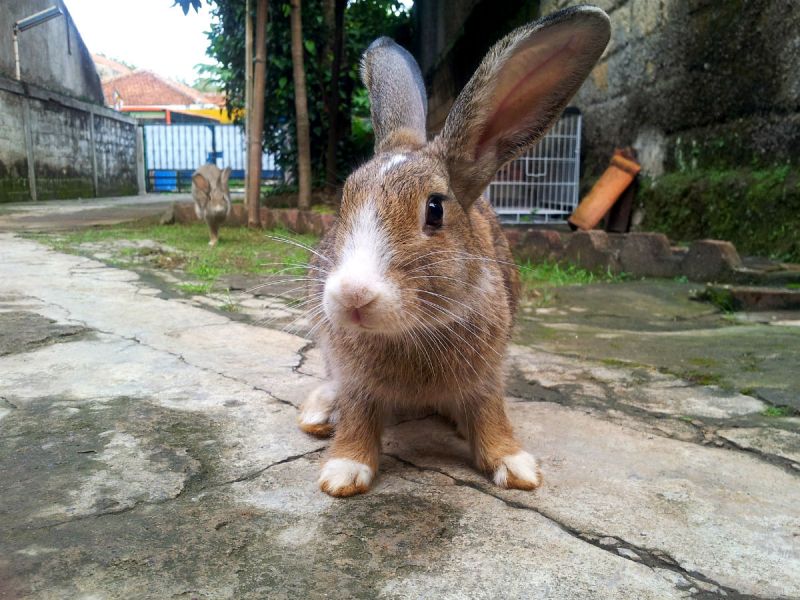 A brown rabbit outside in a yard