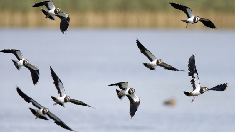 8 lapwings flying over a lake with tall grass at the edge