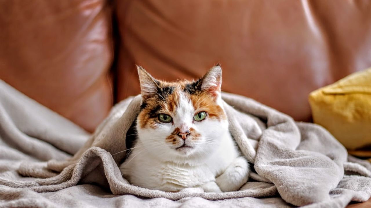 Cat in blanket on sofa