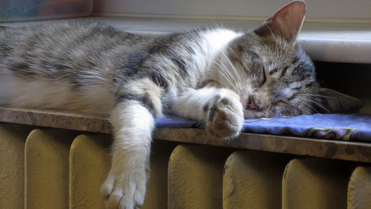 A cat sleeping on a radiator