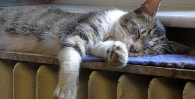 A cat sleeping on a radiator