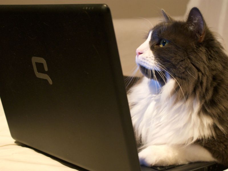 A black and white cat looking at a laptop screen