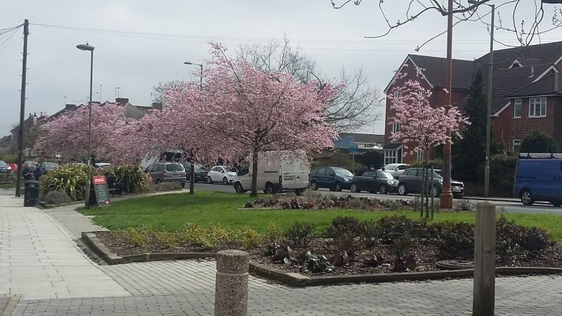 Cherry blossom trees in London street