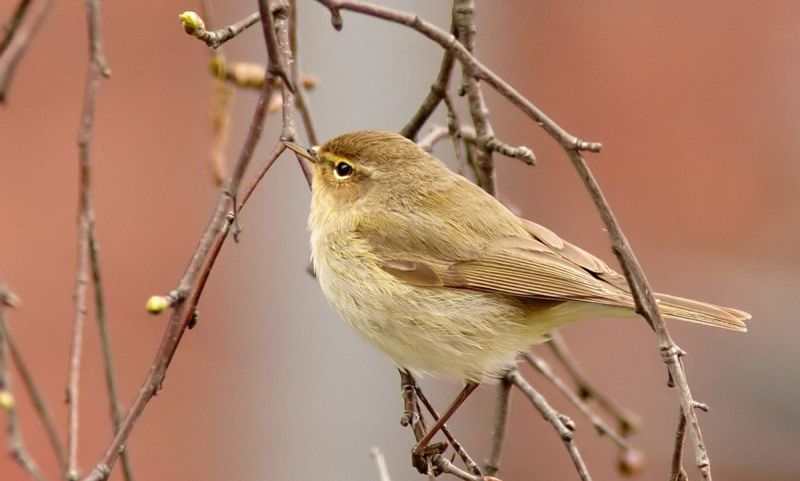 Chiffchaff on branch