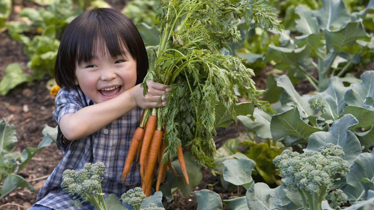 Child holding carrots at vegetable patch