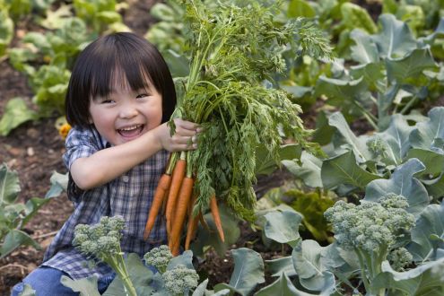 Child holding carrots at vegetable patch