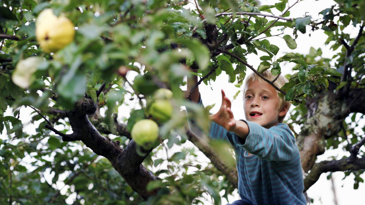 Child reaching for an apple