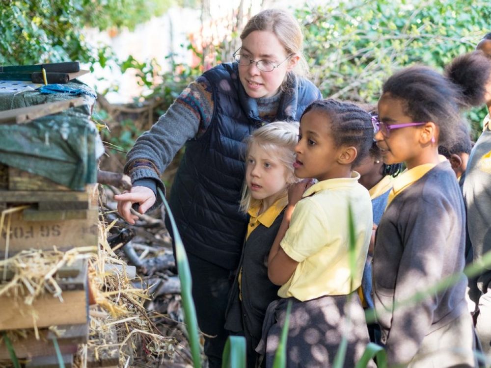 Children at Reay Primary School learning about bees