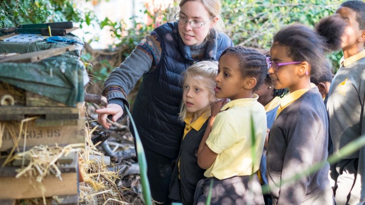 Children at Reay Primary School learning about bees
