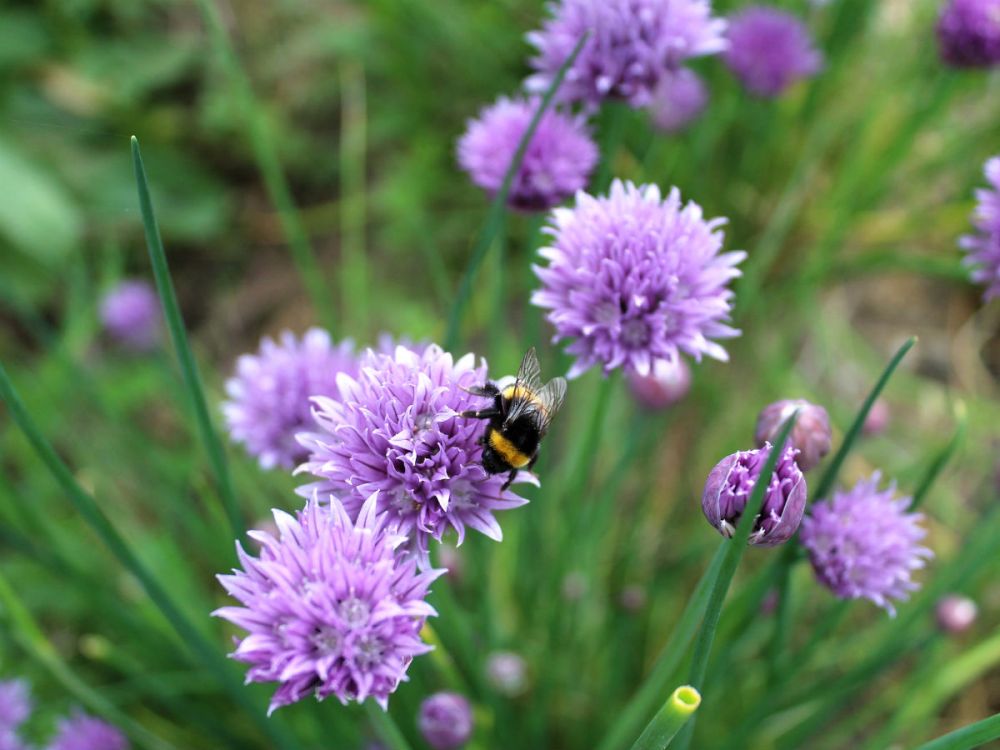 A bee visiting violet chive flowers
