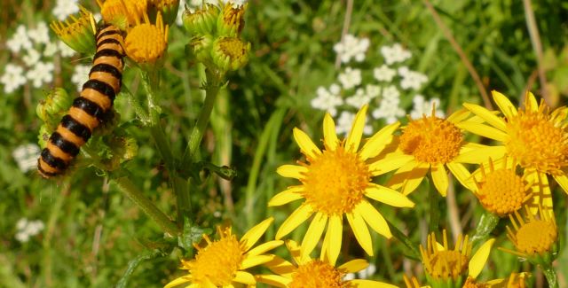 Striped cinnabar moth caterpillar feeding on yellow ragwort flowers, Cumbria