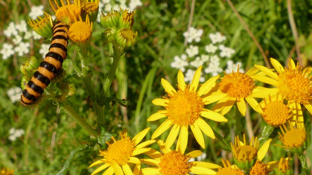 Striped cinnabar moth caterpillar feeding on yellow ragwort flowers, Cumbria