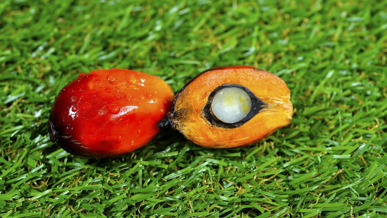 Close up of fresh palm-oil fruits