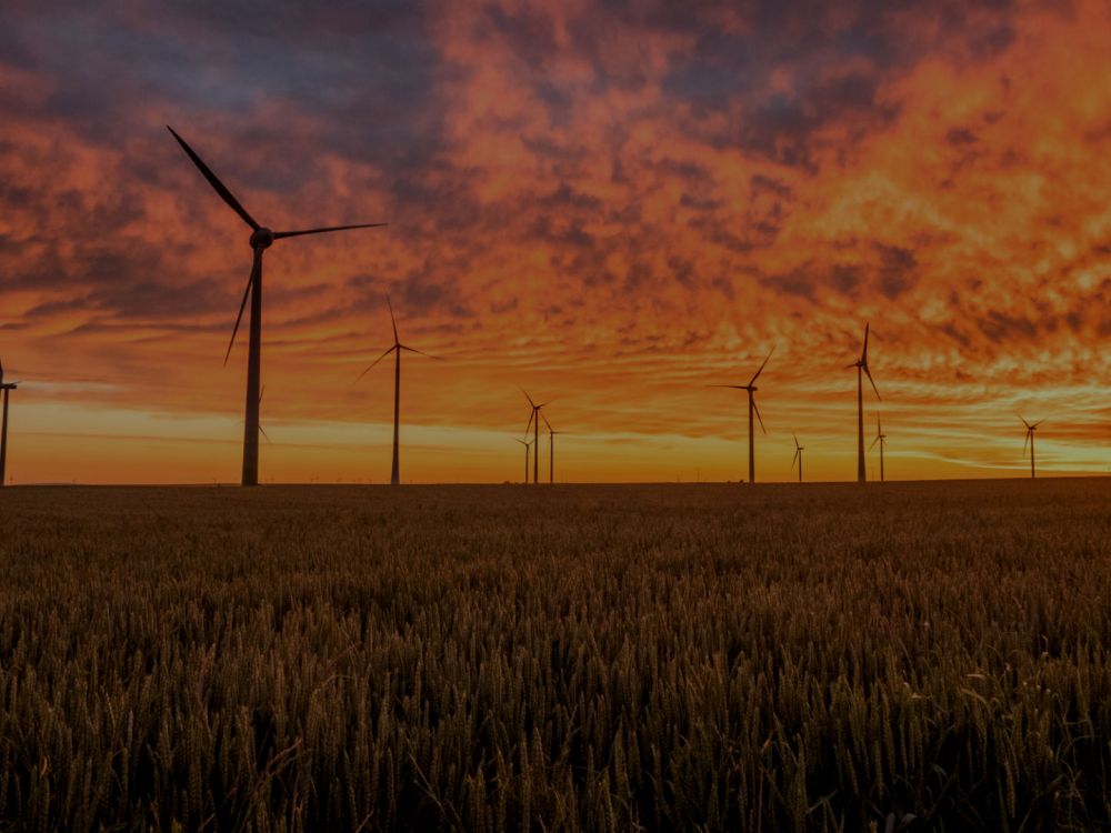 Wind turbines in a field at sunrise