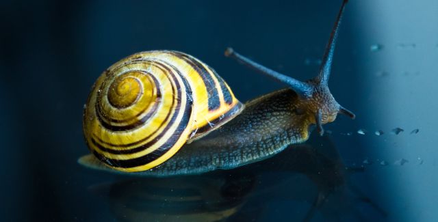 Colourful yellow snail on window glass