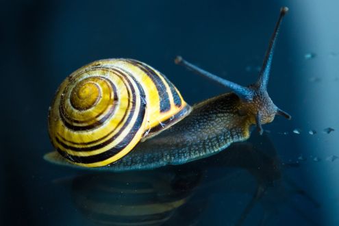 Colourful yellow snail on window glass