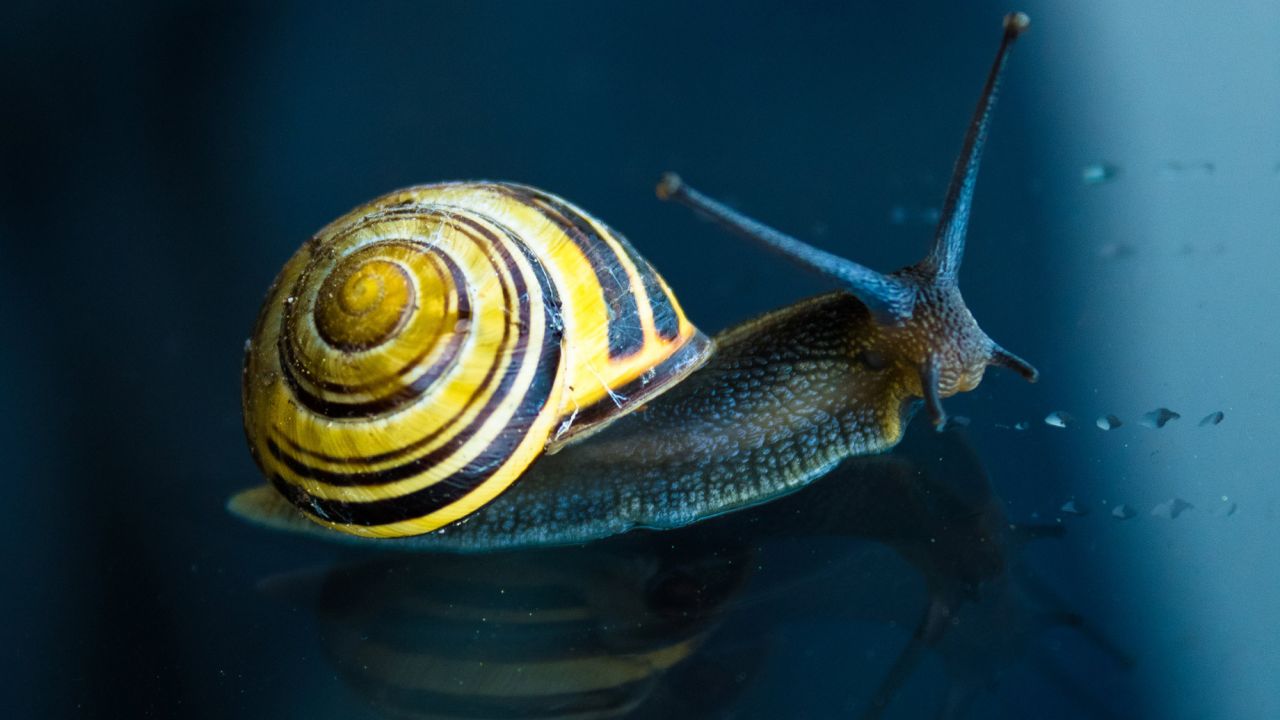 Colourful yellow snail on window glass