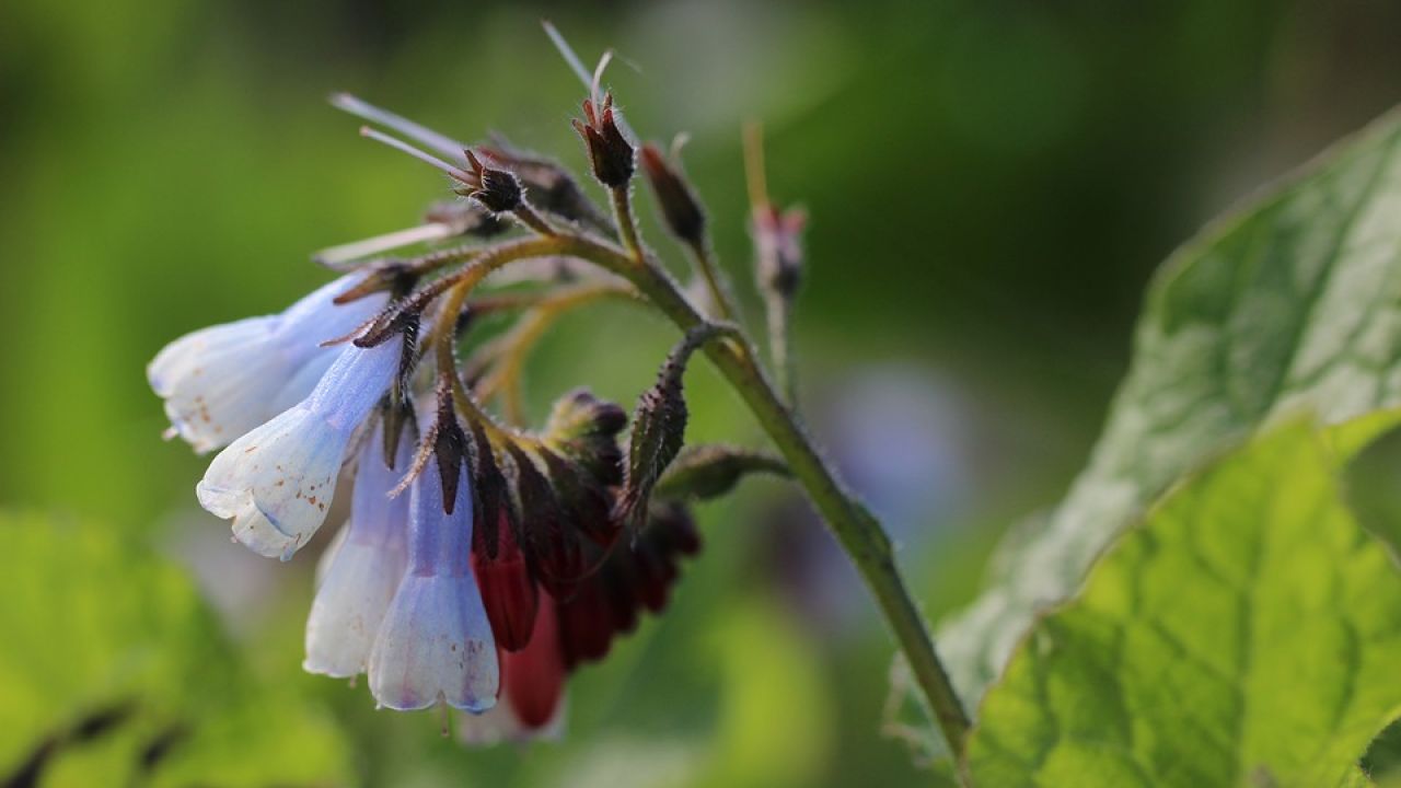 Comfrey